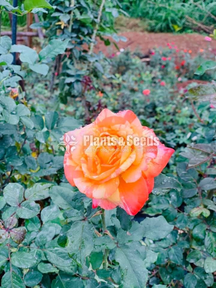 Roses Collection