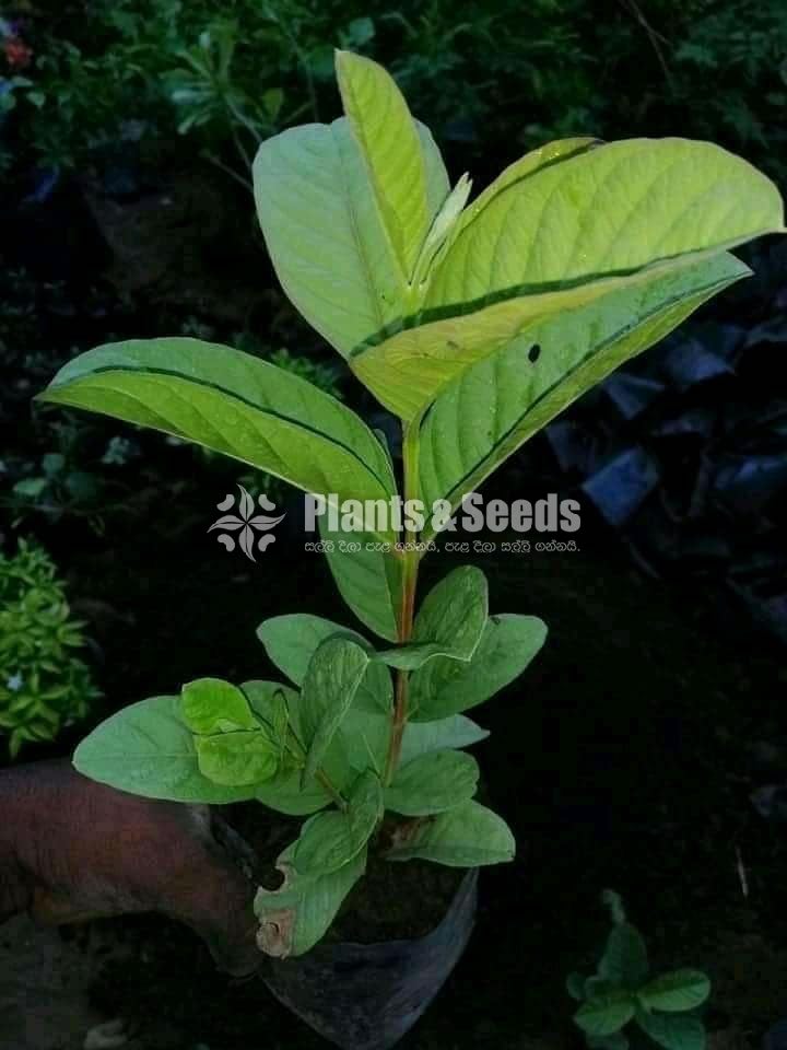 Apple Pera (ඇපල් පේර )