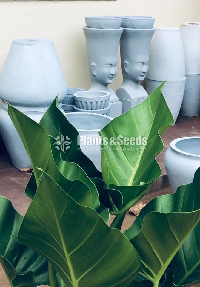 Cement Pots