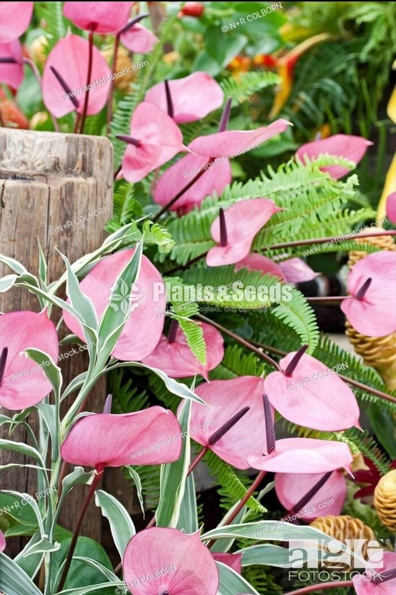 Rapido Anthurium