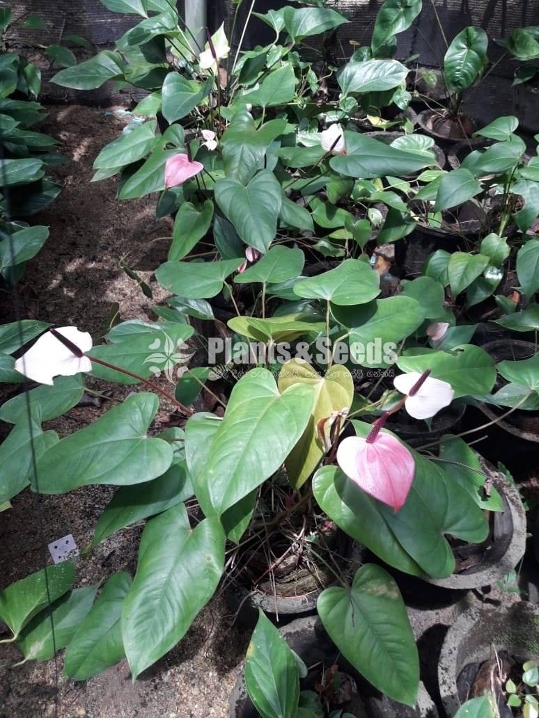Rapido Anthurium