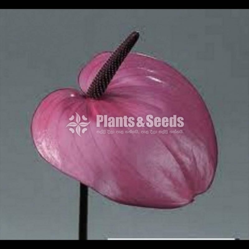 Rapido Anthurium