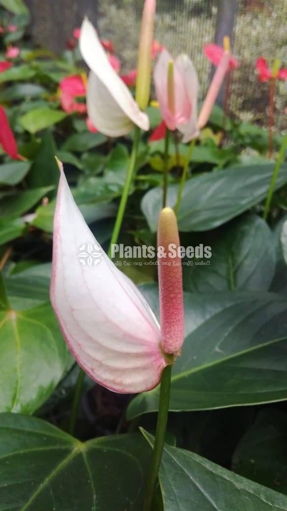 Saso Anthurium