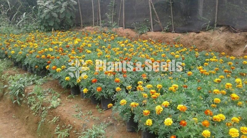 Daspethiya Pela (දහස්පෙතියා)