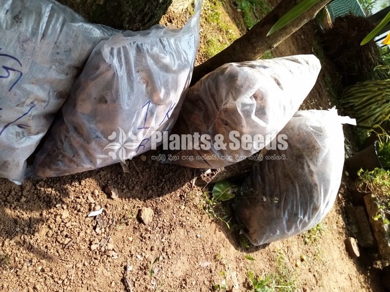 PolleliKabali(පොල් ලෙලි කැබලි )