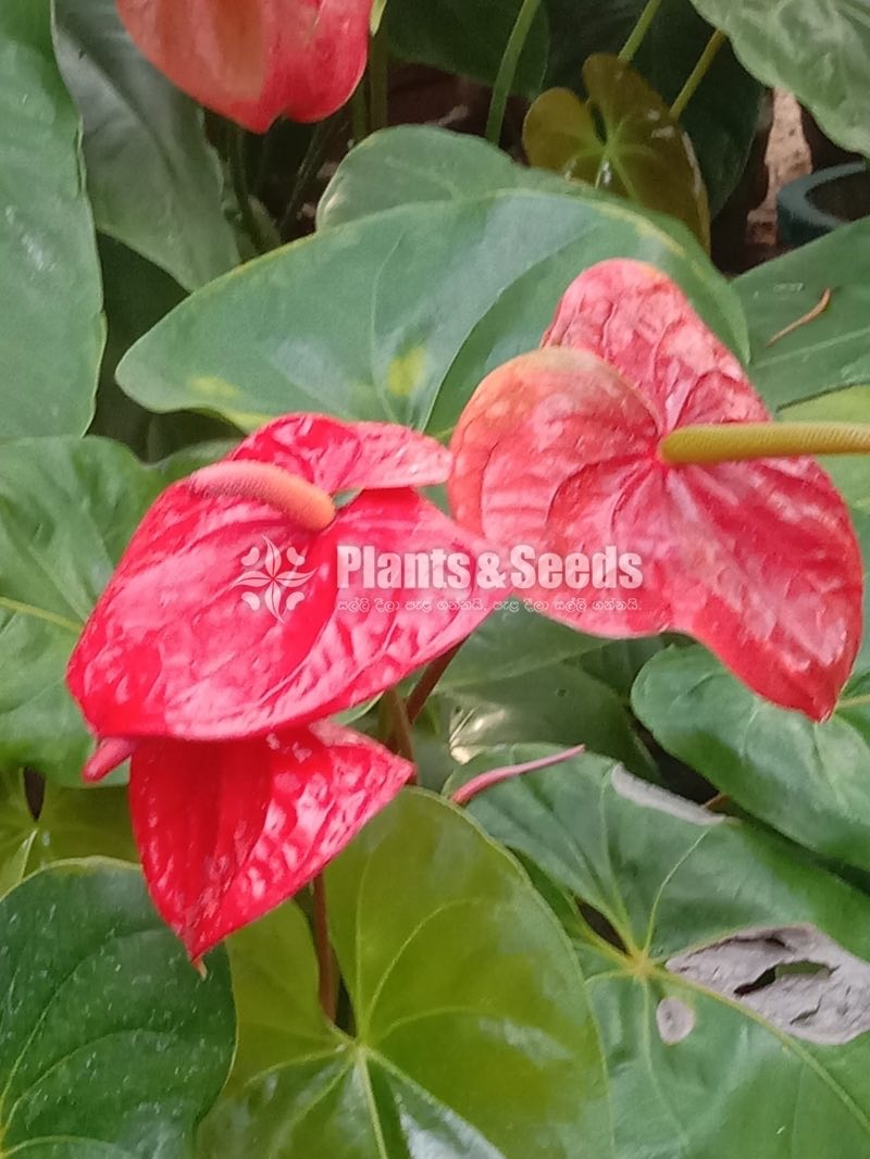 Anthurium 50