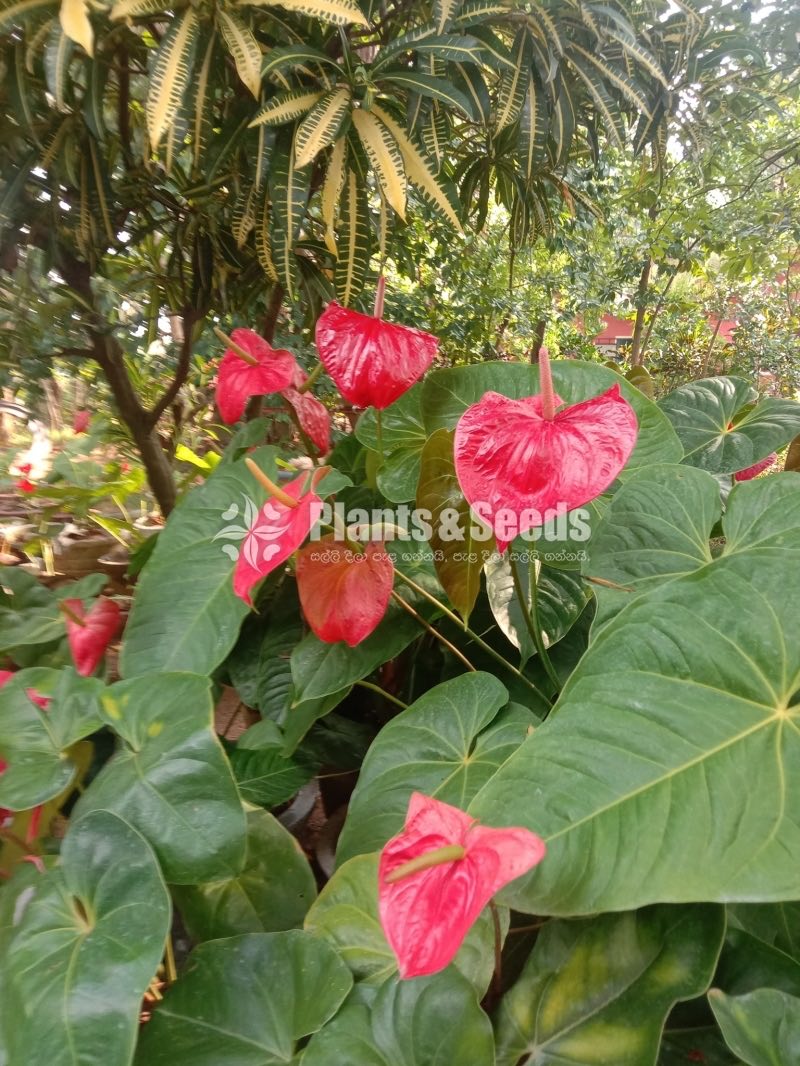Anthurium 50