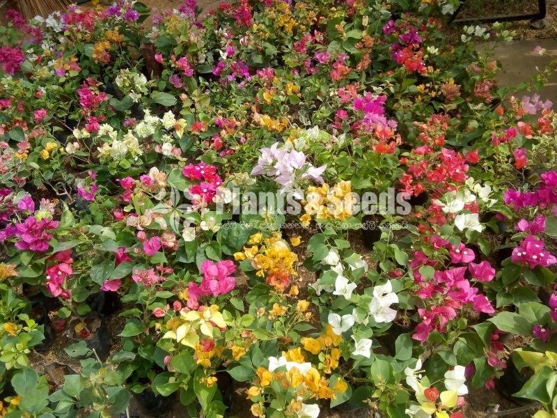 Boganwila(බොගන්විලා)