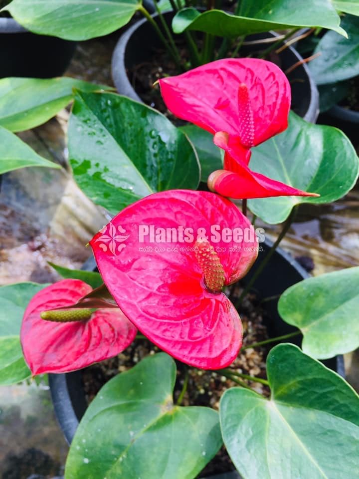 Bankok Anthurium