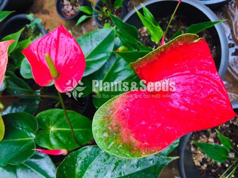 Bankok Anthurium