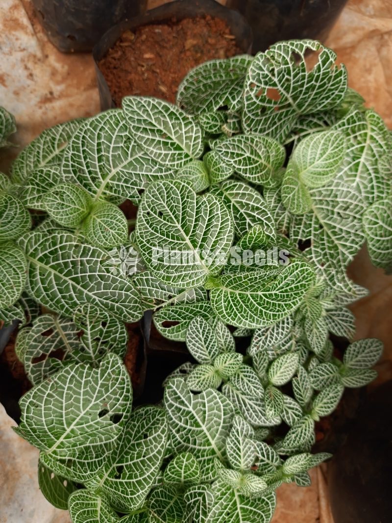 Outdoor Plants Collection