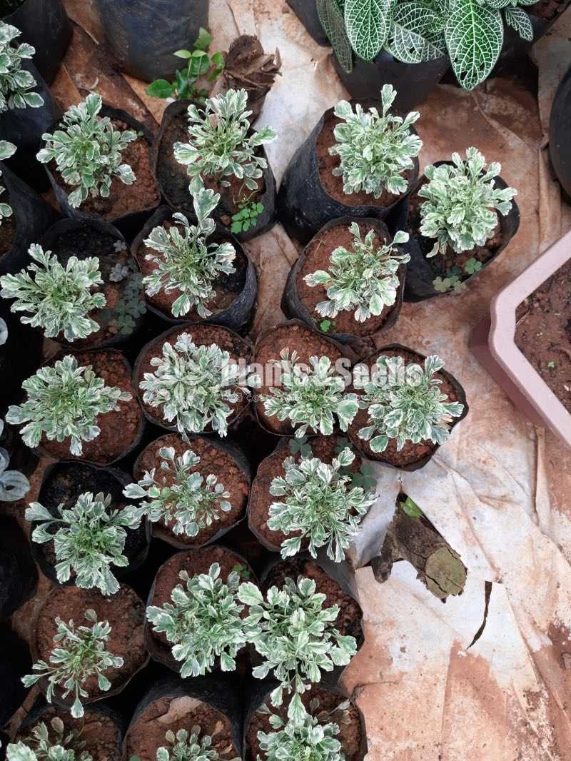Outdoor Plants Collection