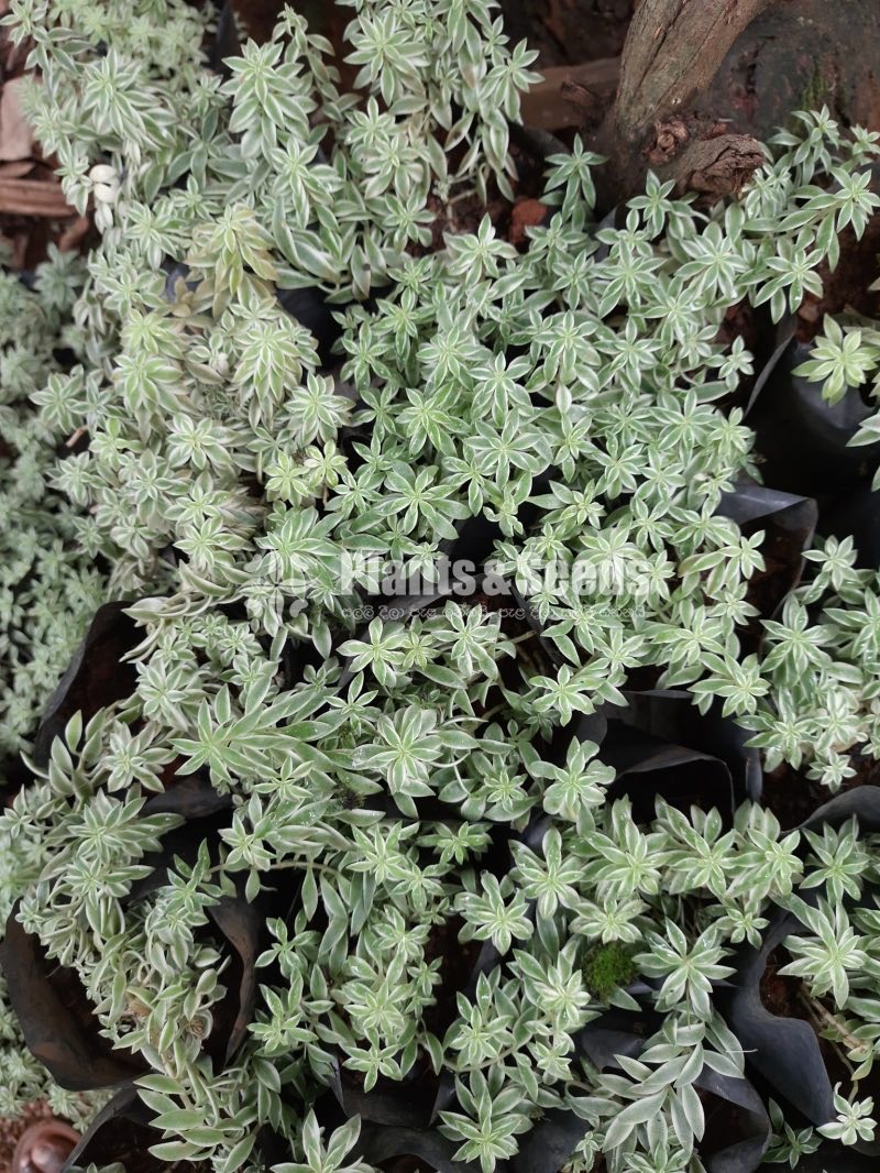 Outdoor Plants Collection