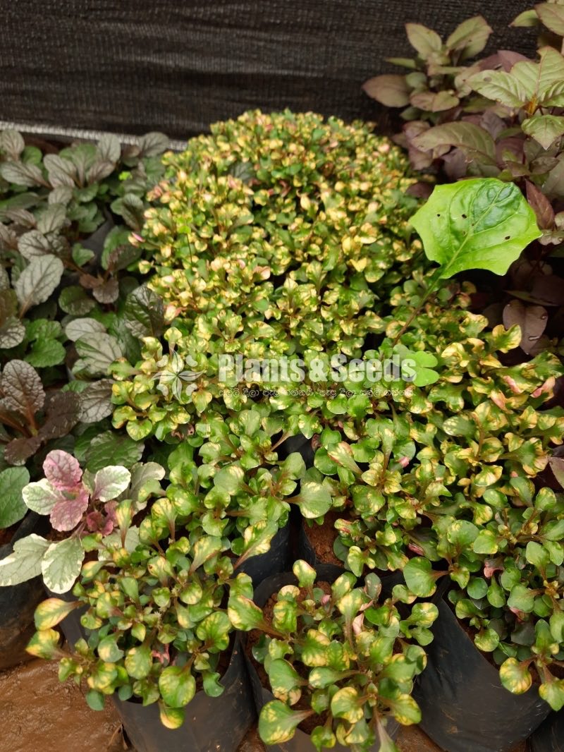 Outdoor Plants Collection