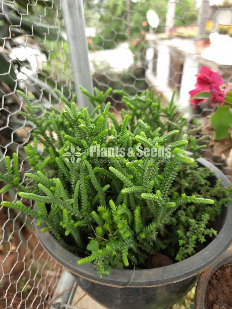 Outdoor Plants Collection