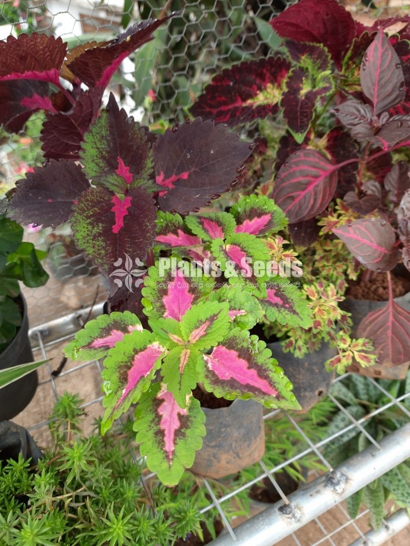 Outdoor Plants Collection