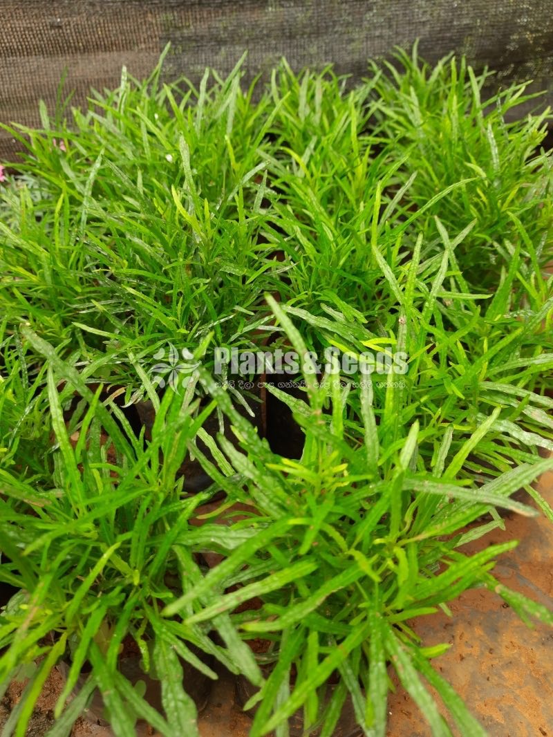 Outdoor Plants Collection