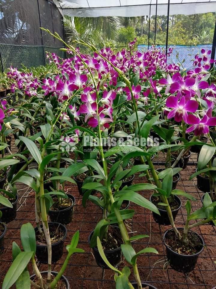Orchid Plantation(ඕකිඩ් වාගාව )