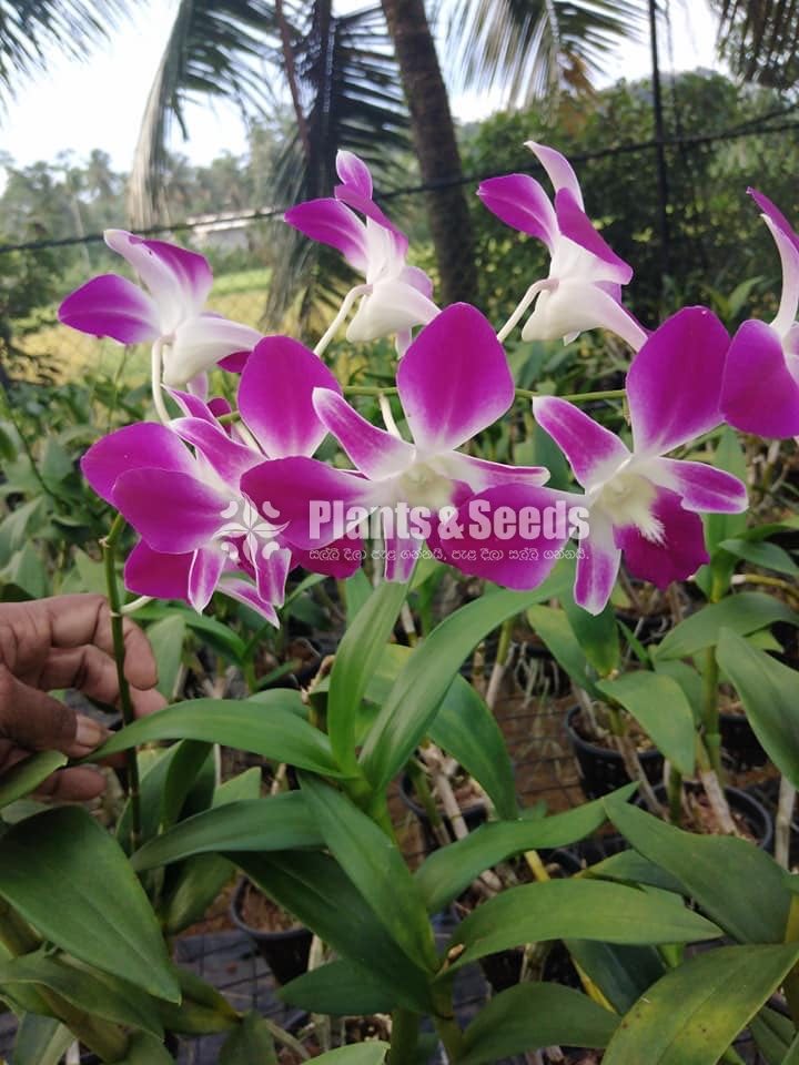 Orchid Plantation(ඕකිඩ් වාගාව )