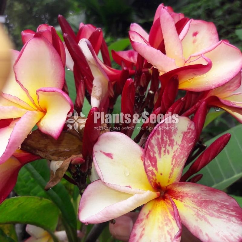 Araliya Pela with Colors( පාට පාටින් අරලිය මල් පැල )