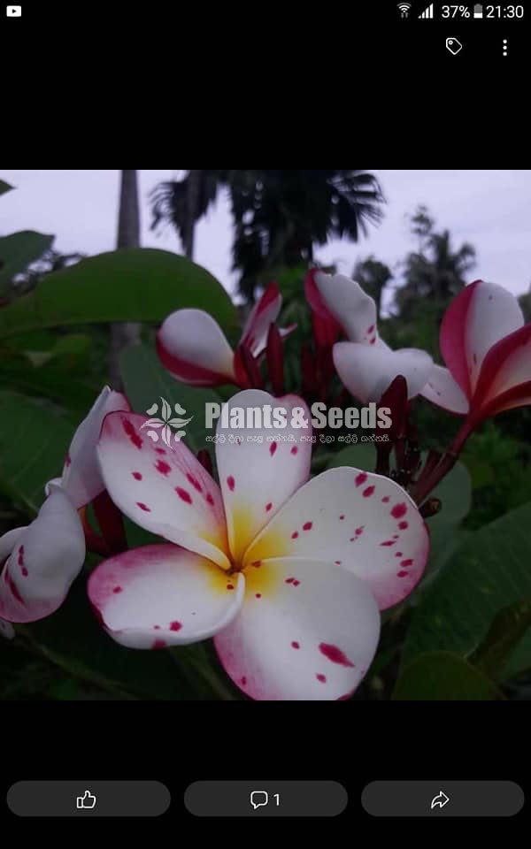 Araliya Pela with Colors( පාට පාටින් අරලිය මල් පැල )