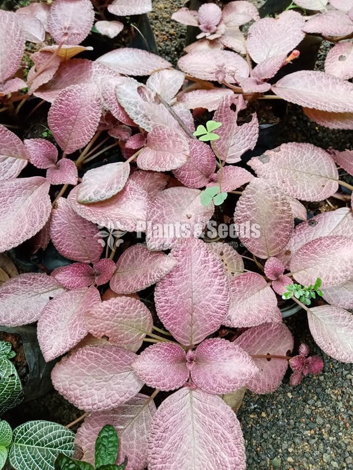 Outdoor Plants 