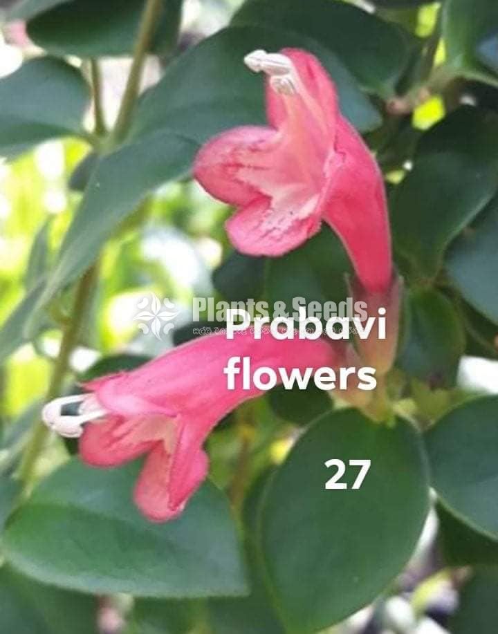 20 Lipstick Flowers (ලිප්ස්ටික් මල් පැල) 