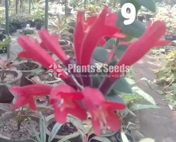 20 Lipstick Flowers (ලිප්ස්ටික් මල් පැල) 