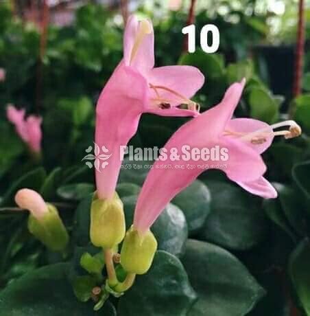 20 Lipstick Flowers (ලිප්ස්ටික් මල් පැල) 