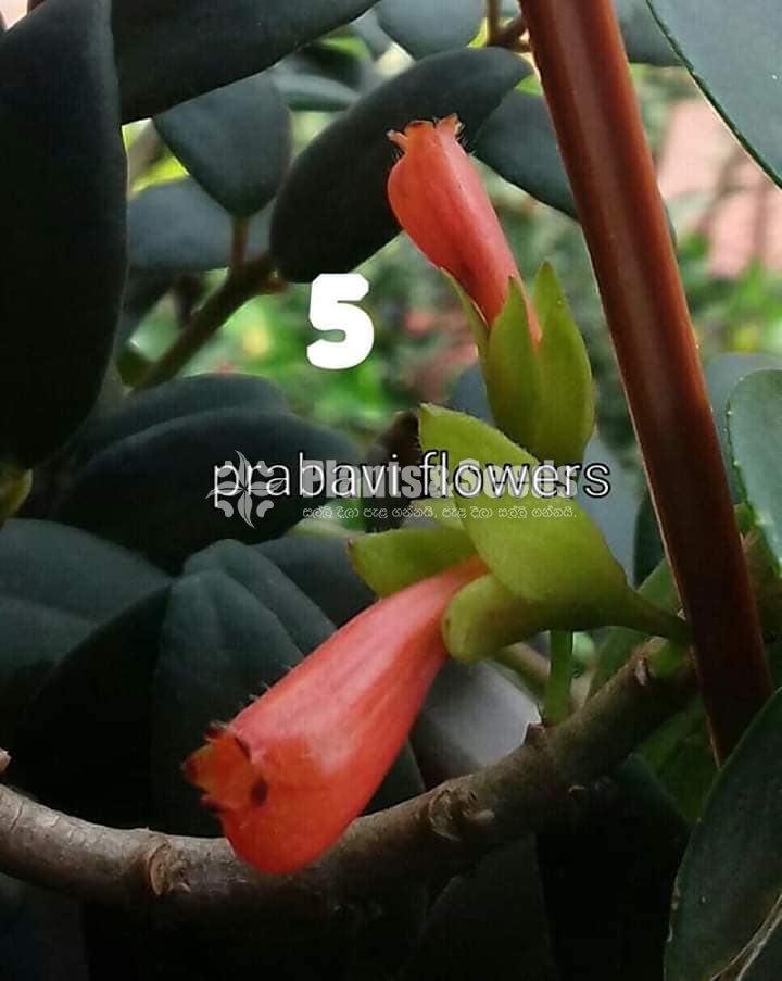 20 Lipstick Flowers (ලිප්ස්ටික් මල් පැල) 