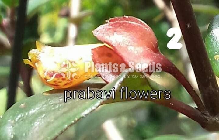 20 Lipstick Flowers (ලිප්ස්ටික් මල් පැල) 