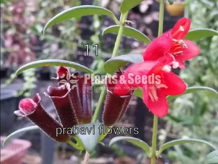 20 Lipstick Flowers (ලිප්ස්ටික් මල් පැල) 