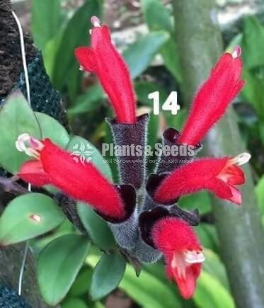 20 Lipstick Flowers (ලිප්ස්ටික් මල් පැල) 