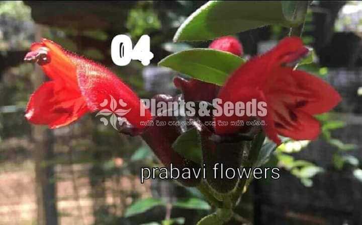 20 Lipstick Flowers (ලිප්ස්ටික් මල් පැල) 