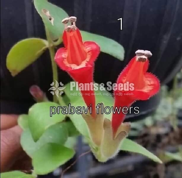 20 Lipstick Flowers (ලිප්ස්ටික් මල් පැල) 