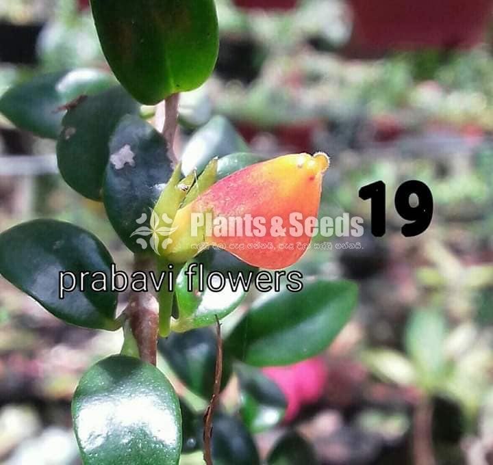 20 Lipstick Flowers (ලිප්ස්ටික් මල් පැල) 