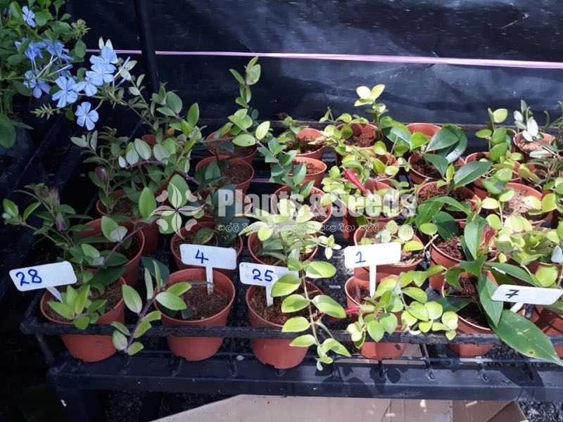 20 Lipstick Flowers (ලිප්ස්ටික් මල් පැල) 