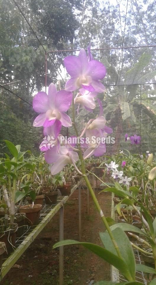 Denrobium Collection with Flowers