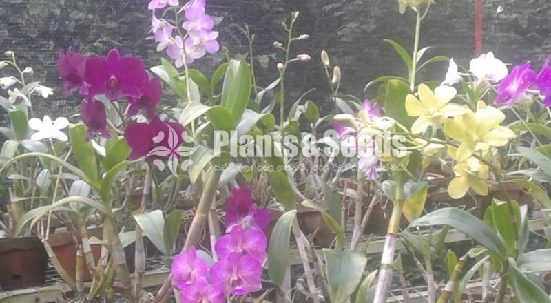 Denrobium Collection with Flowers