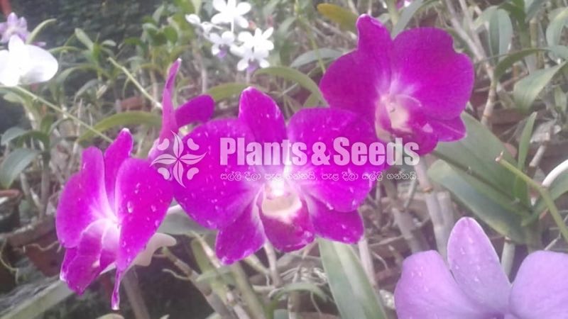 Denrobium Collection with Flowers