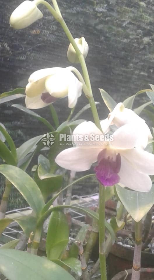 Denrobium Collection with Flowers