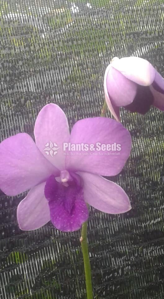 Denrobium Collection with Flowers