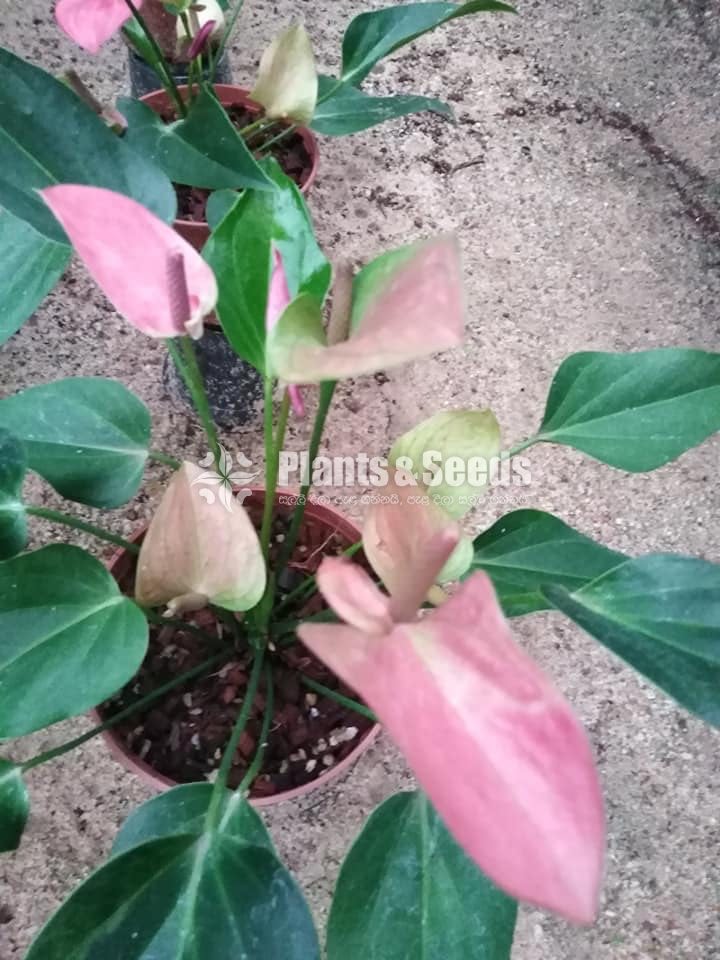 Cirano Anthurium