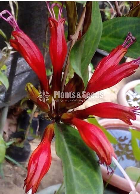 Lipstic Flowers