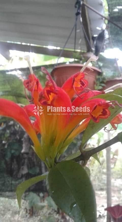 Lipstic Flowers