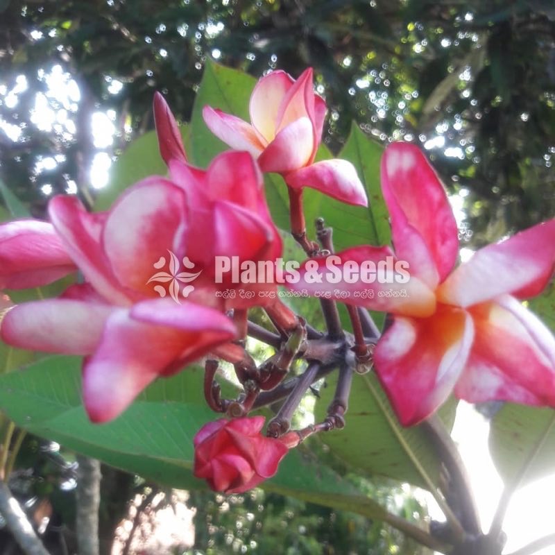 Araliya Pela with Colors( පාට පාටින් අරලිය මල් පැල )