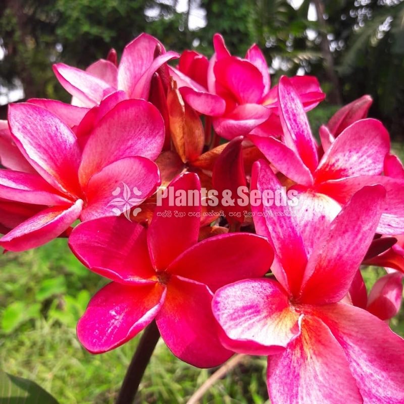 Araliya Pela with Colors( පාට පාටින් අරලිය මල් පැල )