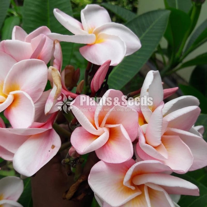 Araliya Pela with Colors( පාට පාටින් අරලිය මල් පැල )