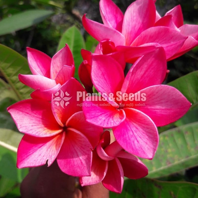 Araliya Pela with Colors( පාට පාටින් අරලිය මල් පැල )