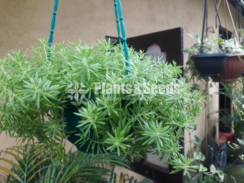 Hanging Plants